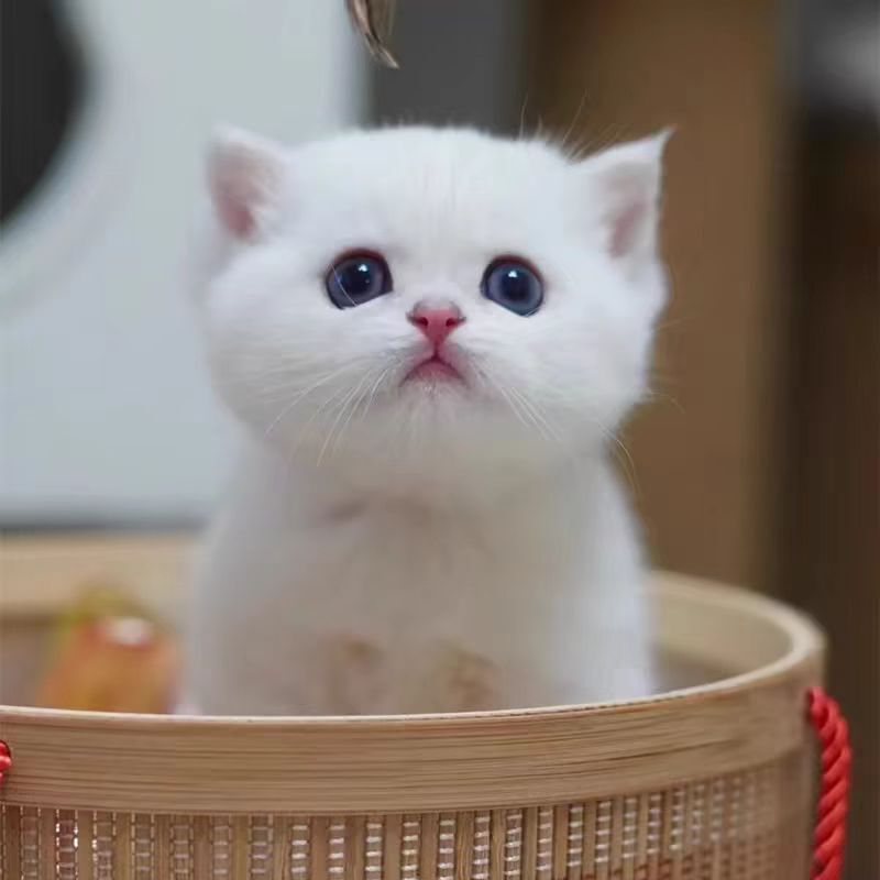 American Shorthair Cat, Live Kitten, Tabby Cat, Short-Legged Cat, Fold-Eared Kitten, Live Pet Cat, American Shorthair with White Spots, Cheese Cat American Shorthair Cat, Live Kitten, Tabby Cat, Short-Legged Cat, Fold-Eared Kitten, Live Pet Cat, American Shorthair with White Spots, Cheese Cat