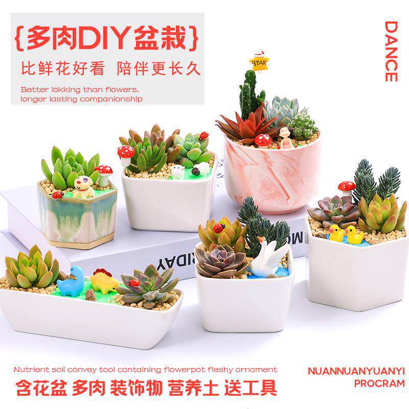 DIY Company Club Activity Micro-Landscape Succulent Potting Set White Porcelain Flower Pot Material Package Succulent Plants DIY Company Club Activity Micro-Landscape Succulent Potting Set White Porcelain Flower Pot Material Package Succulent Plants