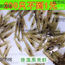 黑壳虾除藻淡水活宠物观赏虾清洁饲料工具鱼缸小缸造景水虾