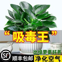 �������ֲ���K��荾G�}�jˮ����~�Gֲ�����k���҃ȑ��˺��B����