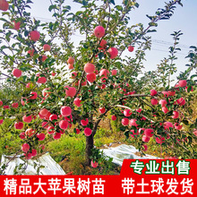 蘋果樹苗特大嫁接果樹苗紅富士脆甜盆栽地栽南方北方種植當年結果