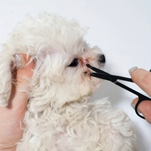 O 42629 Nose Hair Trimming Scissors ��ë�޼����� �羳ŷ����