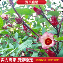 ���񻨷N��������N���񻨼t��k�N�ӻ����ļ��Nֲ�N��õ��������