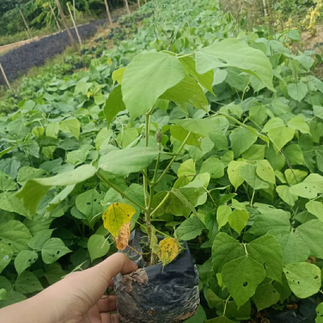 2304 питомник поставляет саженцы кудзу 20-60 см.