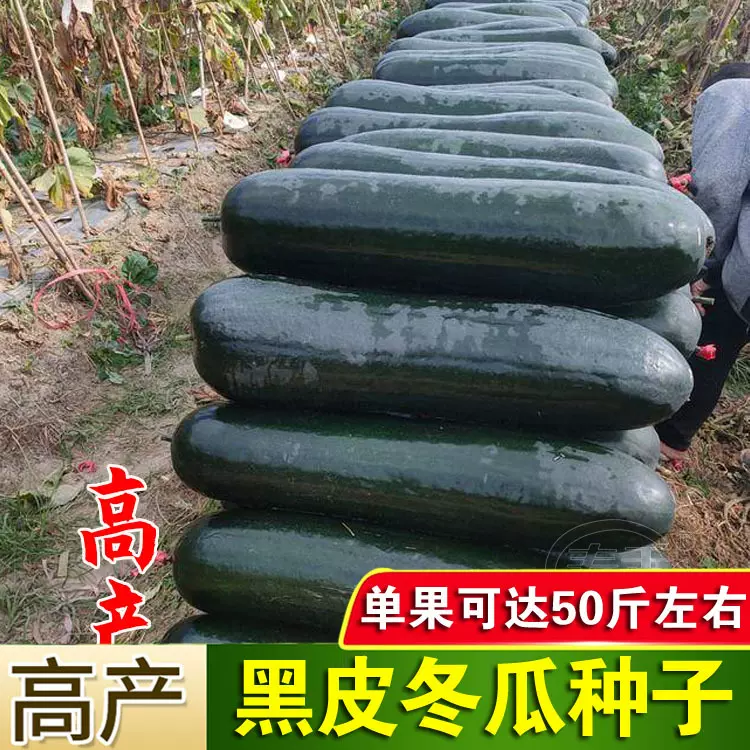 黑皮冬瓜种孑高产春季四季农家庭院冬瓜种籽抗病阳台种植冬瓜种子