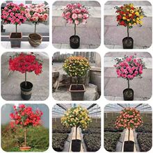 �ߗU���¼������̨�W��õ�廨�����ļ�ͥԺ�_�������������]���l