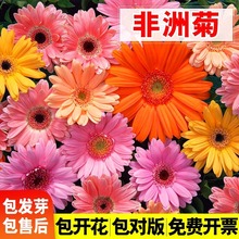 非洲菊花种子四季种易活花籽景观绿化植物阳台庭院盆栽花卉种子