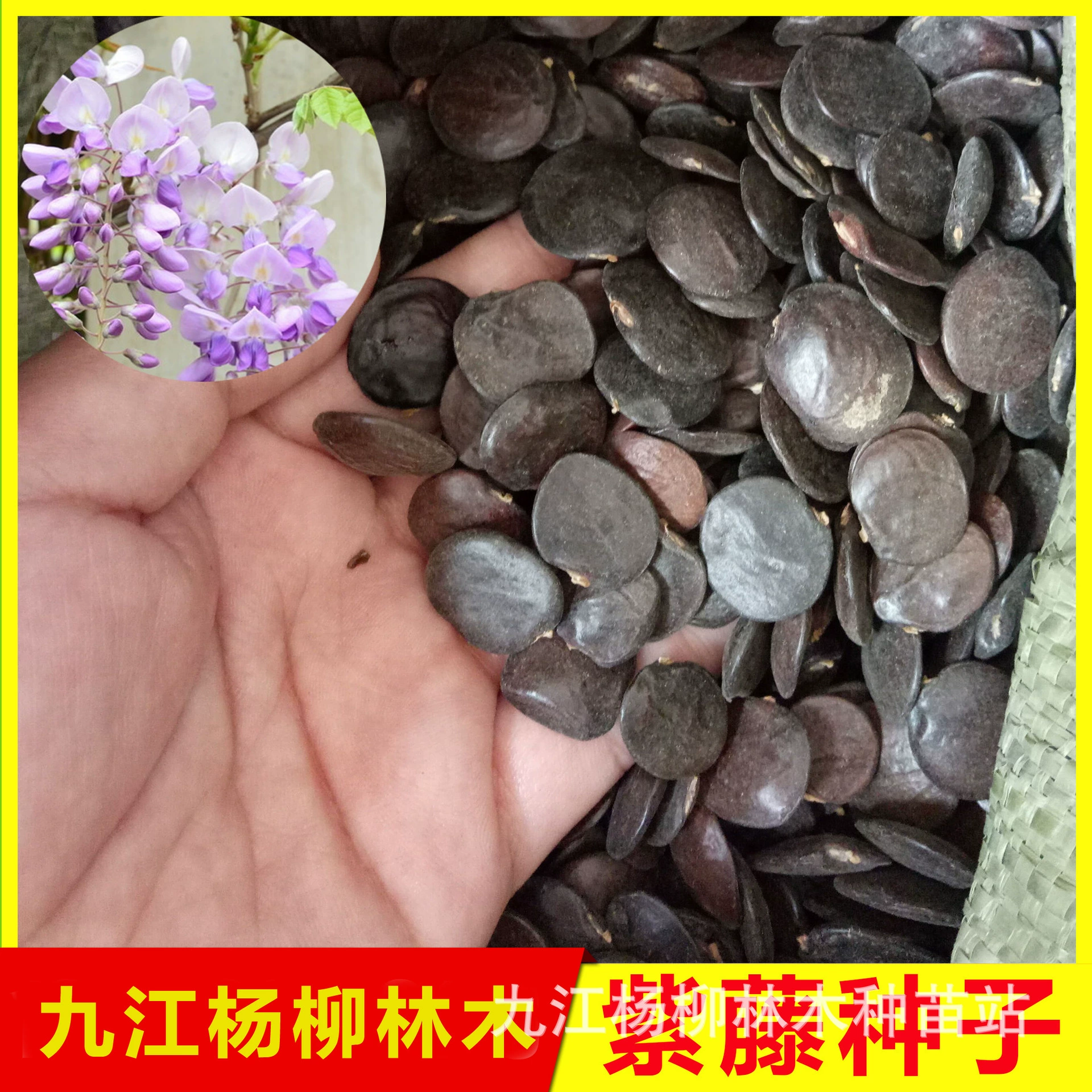 Недавно перечисленные семена глицинии цветок семян цена озеленение сада шпалеры сада