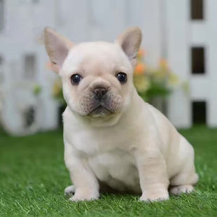 ���N��ţ��Ȯ���w��ţȮ����ɫ����ȮС��Ȯ�������̹������w����