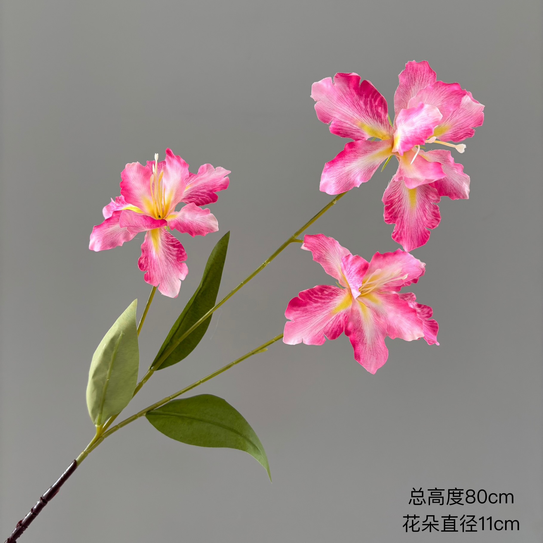 작은 아이리스 3개