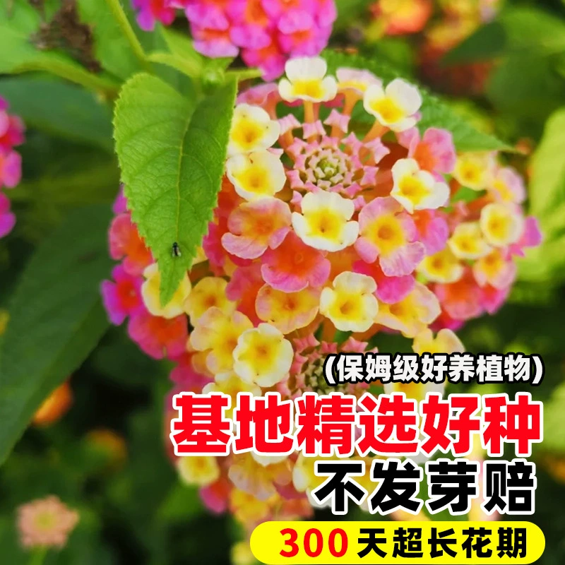 Пятицветные семена цветков сливы цветут в любое время года, легко выращиваются, термостойкие и солнцезащитные, семена бугенвиллии, пятицветные цветочные рассады в горшках на балконе во дворе.