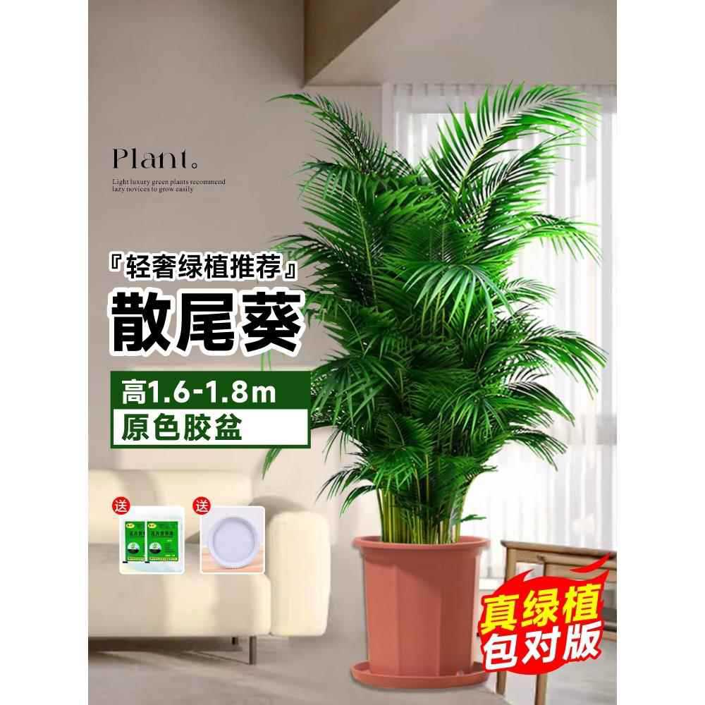 [Door to Door Delivery] 고품질 느슨한 꼬리 해바라기 1.6- 1.9m 그루★원래 고무 세면대 + 무료 트레이★【대야와 함께 배송됨】Yue Pets