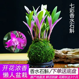 盆栽;月季蔷薇植物;盆景