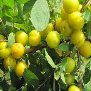 С��ɳ����ɳ���������Ե��Դ��ɳ��������ɳ���}�����ϱ����Nֲ