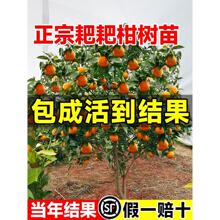 正宗四川春见耙耙柑树苗嫁接果树粑粑柑沃柑丑橘南北方种植水果苗