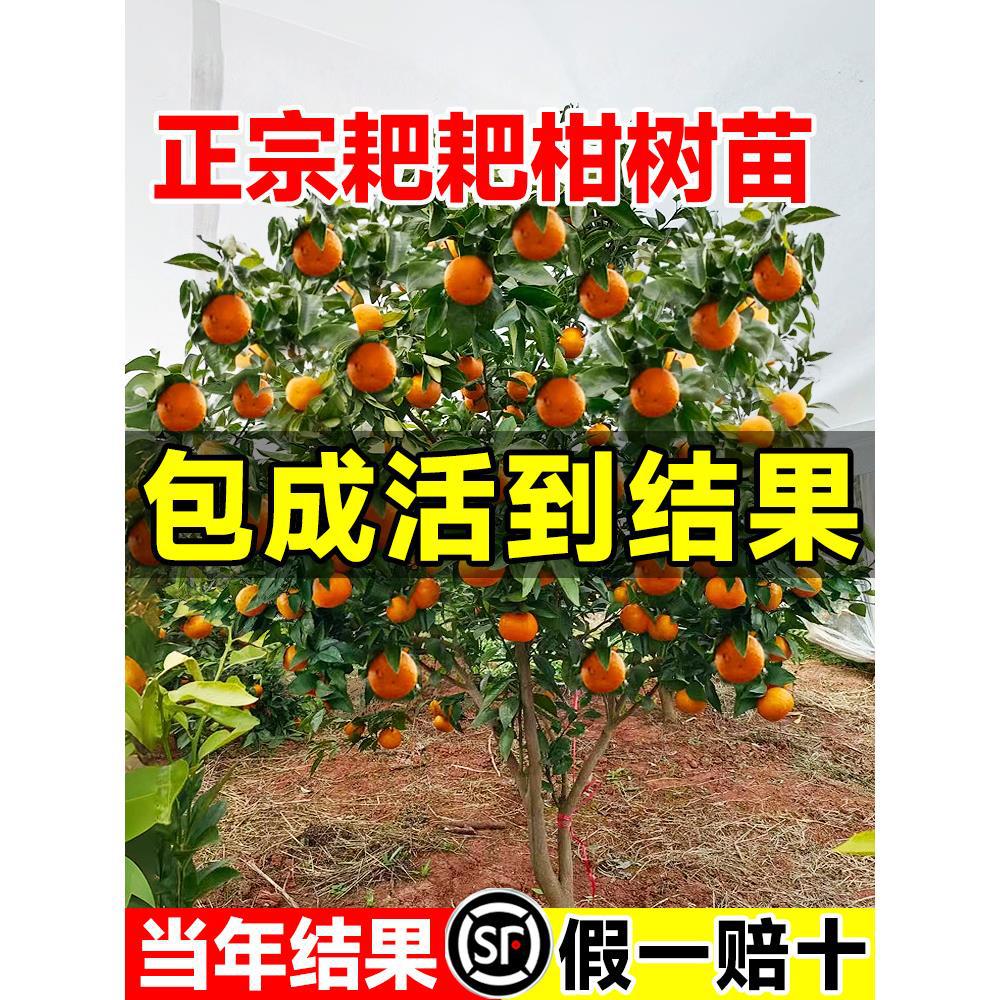 正宗四川春见耙耙柑树苗嫁接果树粑粑柑沃柑丑橘南北方种植水果苗