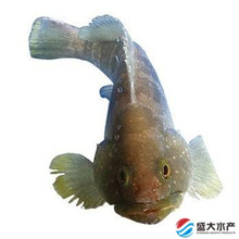 石斑鱼 单冻石斑鱼 活冻石斑鱼 东山岛石斑鱼海味鱼籽海产野生