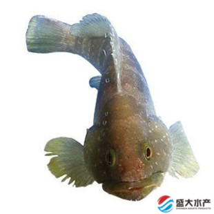 ʯ���~ �΃�ʯ���~ ���ʯ���~ �|ɽ�uʯ���~��ζ�~�Ѻ��aҰ��