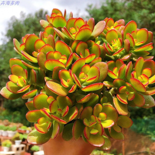 ����ֲ���҃Ȏ���M��С���Ծ�Ʒ���F��¶�Ϙ����w���B��ܾGֲ