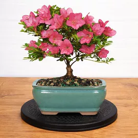 调味架;地坪;沥水篮、盆