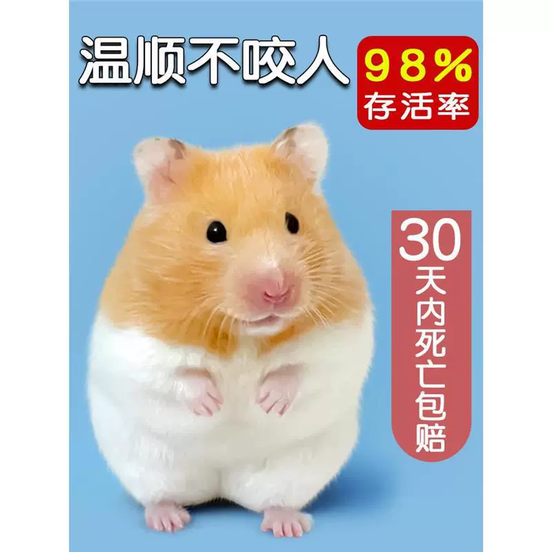 Большие золотистые хомяки и маленькие хомяки, привитые, один самец и одна самка, подходят для студентов для содержания в качестве домашних животных.