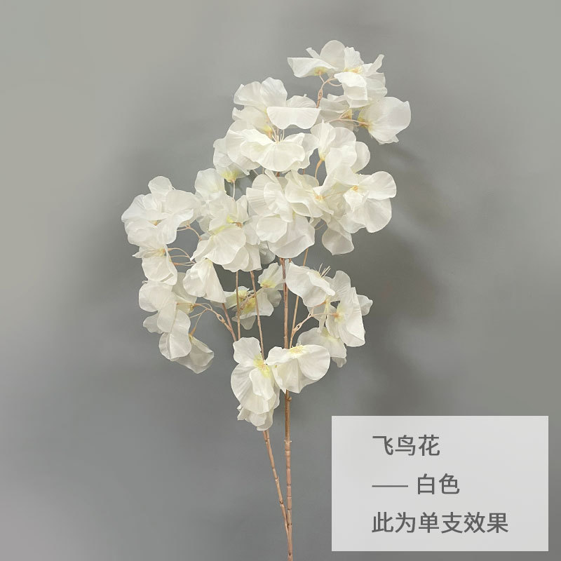 화이트
