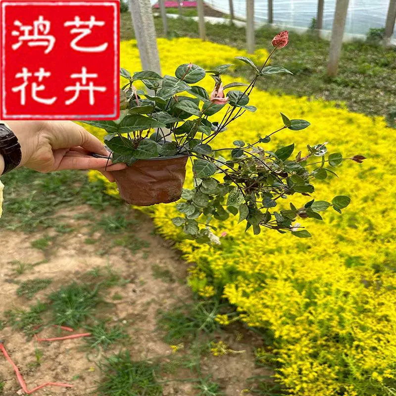 Разноцветные цветы, листья и камни, цветочные саженцы в горшках