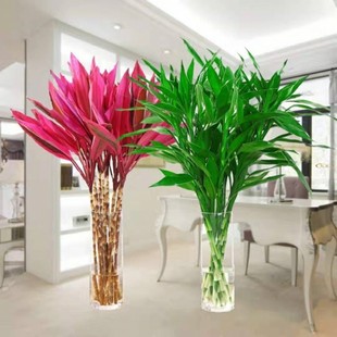 Bring in Wealth and Treasure Bamboo Hydroponic Plant Transfer Good Luck Bamboo Florals Green Plant Potted Green Dill Indoor Flower Living Room Water Culture Is Growing Taller