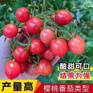 С���ѷN���}Ů�����t���N���҃��̨ͥԺ���Է��ѷN���ļ����N��