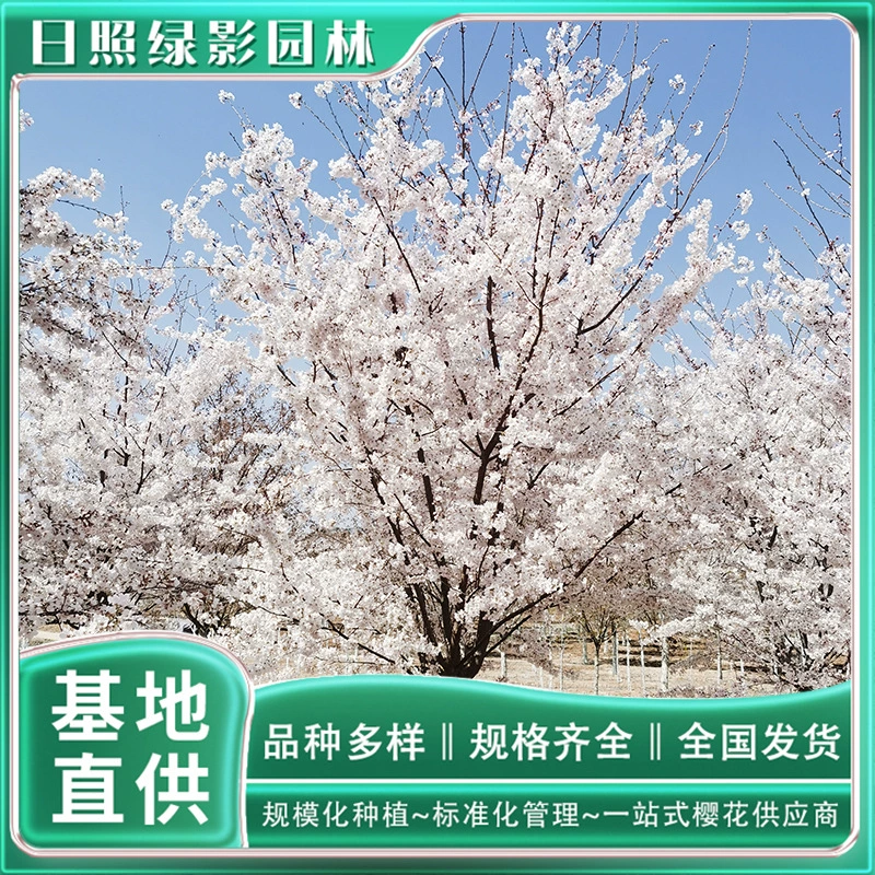 База для посадки вишневого цвета 4 см Американский саженец саженцев вишневого цвета Рынок цен Rizhao Происхождение вишневого цвета