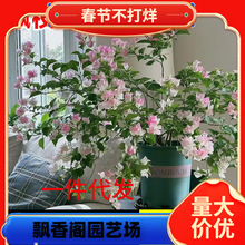 һ�����l����÷���Ԏ������l؛�G���h֦��������÷���Ϙ����ٻ���