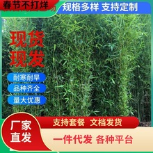 一件代发竹子苗庭院四季青植物北方耐寒紫竹苗早园竹罗汉大型毛竹