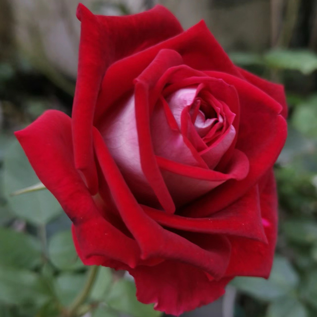 러브레터【큰 꽃과 가벼운 향기】샤오먀오