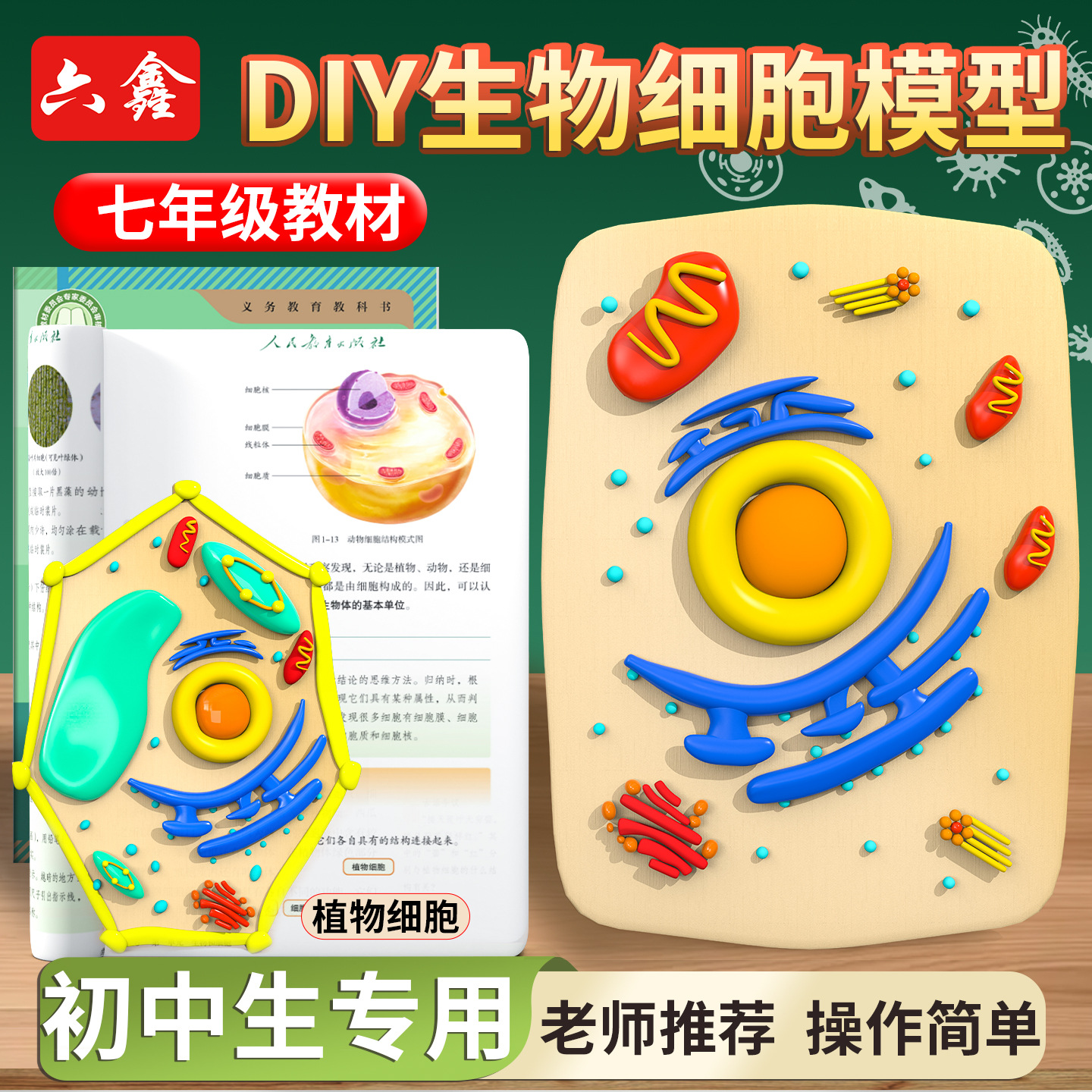Biological Cell Model Animal and Plant Cell Model Primary School Science DIY Junior High School Seventh Grade Biological Experiment