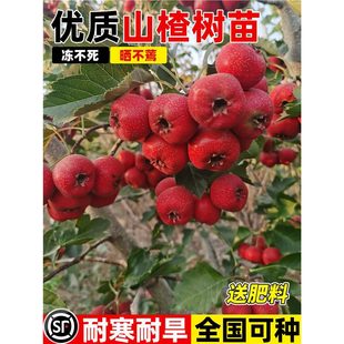 ɽ高����������ɽ��tˮ��������ϱ����ͺ��ͺ��Nֲ����Y��