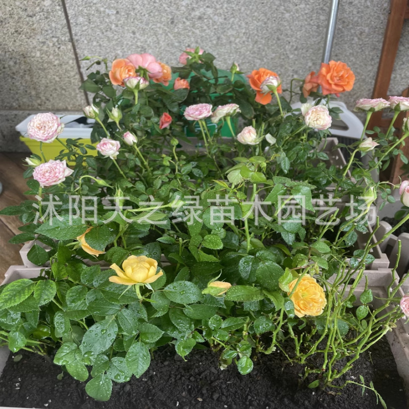 基地批发 大花品种月季丰花月季玫瑰苗 规格齐全 工程苗 原土发货