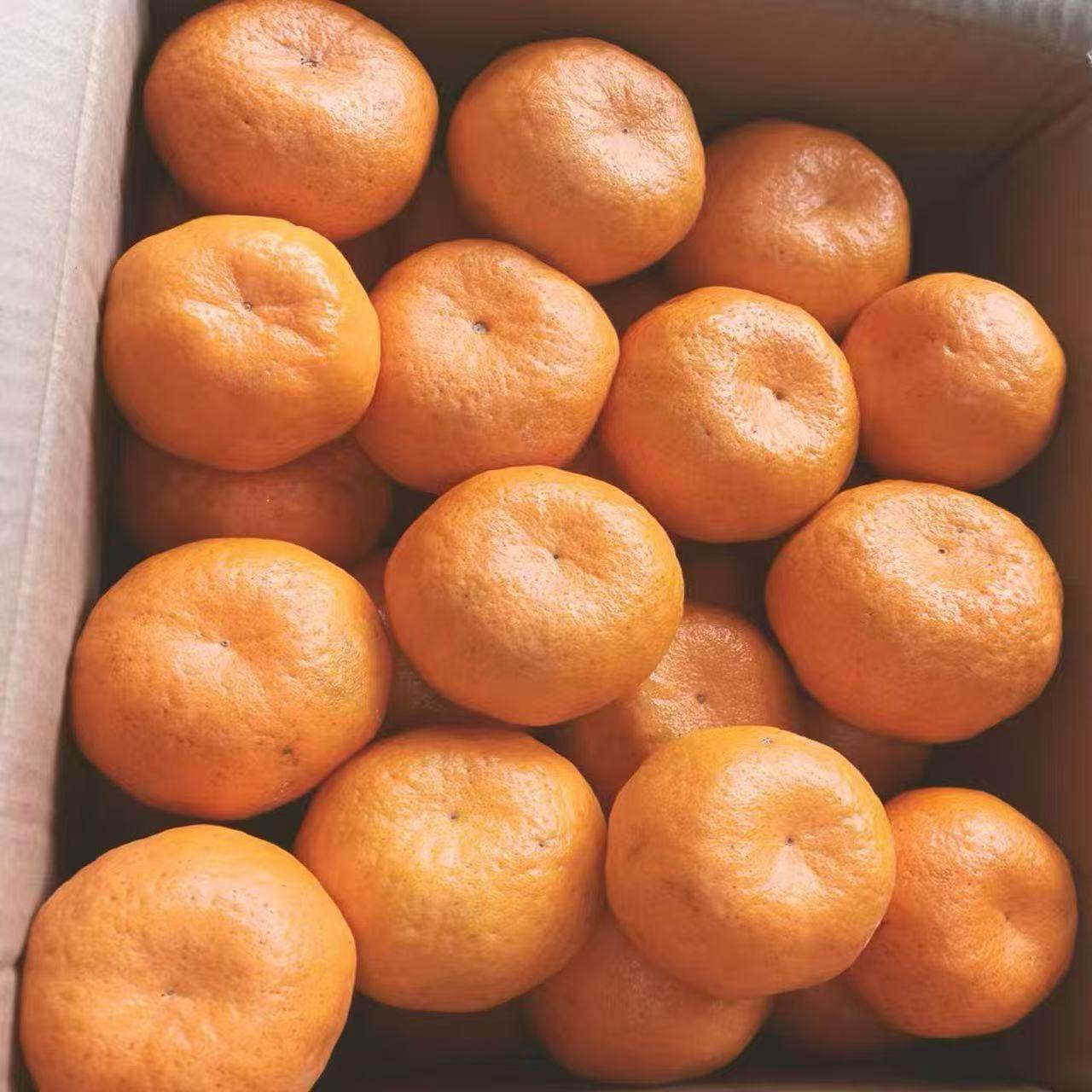 四川椪柑 450g~550g/份*3份