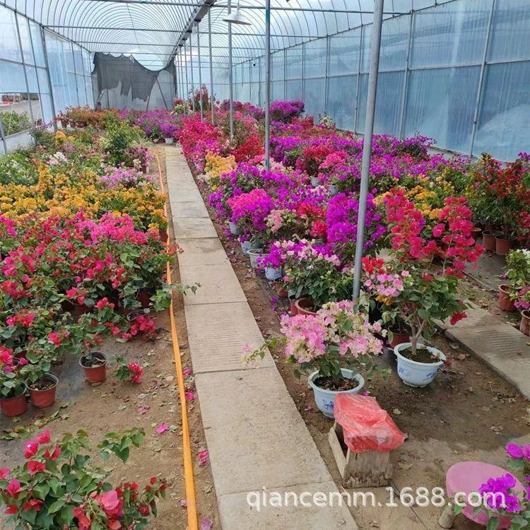 Бугенвиллея Горшечное растение с доставкой цветов Четыре сезона Цветущий балкон вьющаяся лоза Бугенвиллея Цветочные саженцы лоза Цветочные растения