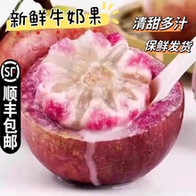 热带牛奶果越南特产水果金星果星苹果清甜多汁孕妇果现摘现发顺丰