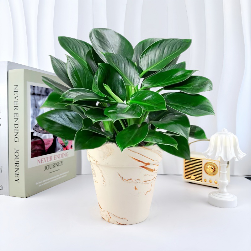 화려한 유백색 점토 화분 + [금다이아몬드 3개] 심고 배송