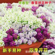 香雪球种子蜜蜂采蜜花草种子四季播蜜源阳台植物花期长芳香花种籽