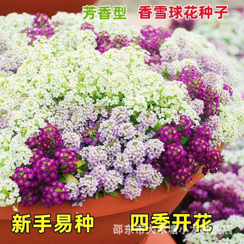 香雪球种子蜜蜂采蜜花草种子四季播蜜源阳台植物花期长芳香花种籽