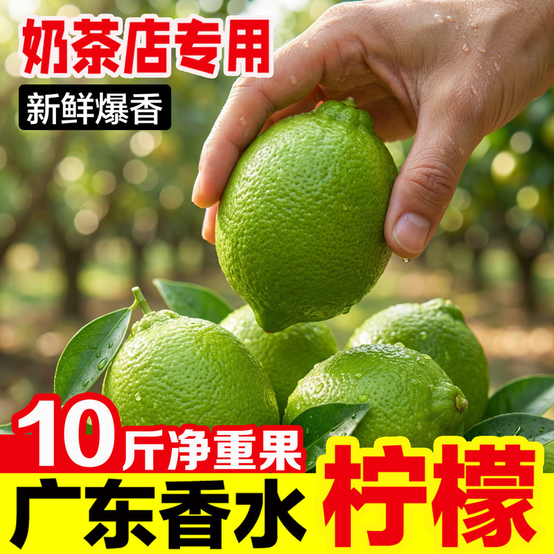 【Direct from the Orchard】Guangdong Premium Lemon, Selected Grade a Fruit, Hand-Pressed Lemon Tea, Seedless, for Commercial Use in Milk Tea Shops