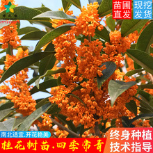 丹桂状元红 丹桂状元红品牌 图片 价格 丹桂状元红批发 阿里巴巴