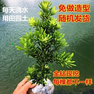 ̨������_�h��С�~����ӭ���ļ��Gֲ��ͥԺ�҃ȸߙn�W�t�͏d�Ϙ�