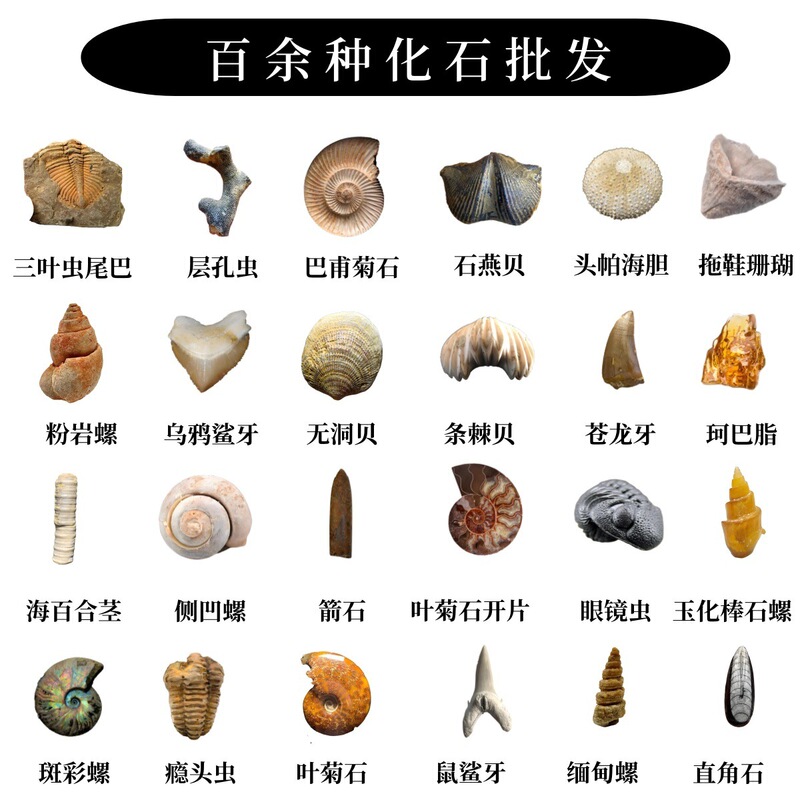 Wholesale Natural Paleontological Shells, Corals, Ammonites, Teeth, Plants, Insects, Trilobites, Fish Fossils, Specimens for Children's Science Education