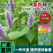 现货批发藿香种子霍香正气香草种子大茴鱼香草高产盆栽蔬菜种子