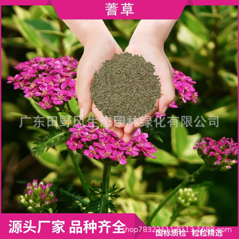 Комбинация зеленения: семена цветов полыни, семена цветов во дворе парка, семена растений, легко выращивать в любое время года, легко выращивать семена цветов на открытом воздухе.