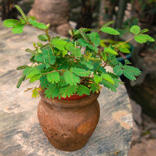 ���߲ݷN���̨���Ի��ܻ��ш@ˇ�׷N��Ȥֲ�ﺦ�߲��^�~�N�Ӱ��]