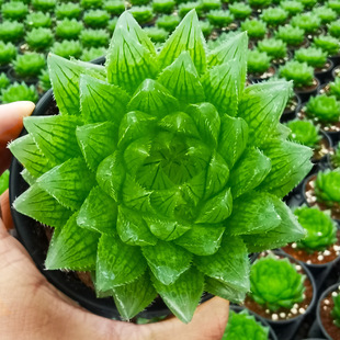 ¿͏dBÙˮ¶ֲyʮGֲ